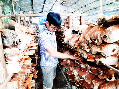 Hợp tác xã Nấm Vĩnh Ngọc - Nha Trang: Đẩy mạnh liên kết sản xuất