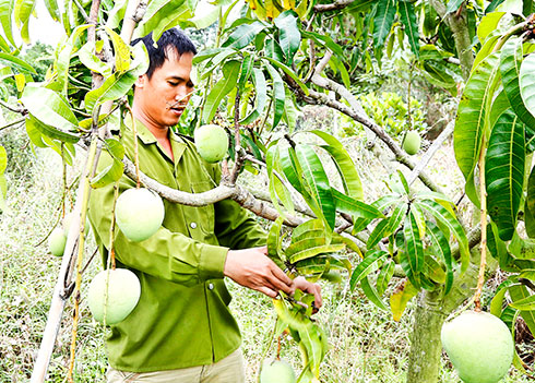 Cam Lam Mango is a strong trademark, which can be associated with tourism.