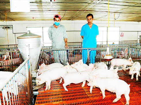 Quyết liệt ứng phó dịch bệnh trên vật nuôi