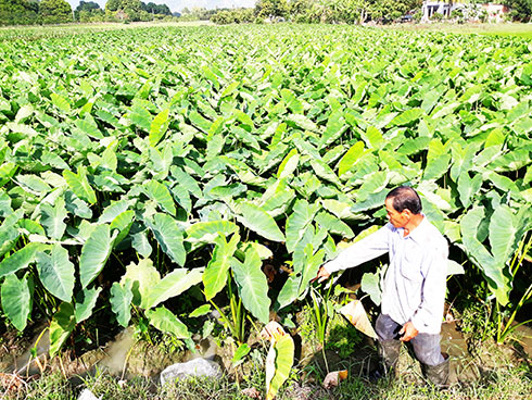 Không có nhiều diện tích khoai sáp chưa nhiễm bệnh. 