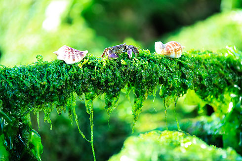 Có những vẻ đẹp tiềm ẩn