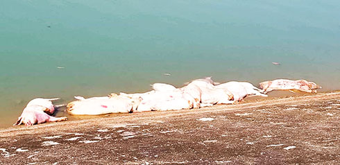 Hàng chục con heo chết bị vứt xuống hồ Suối Dầu. 