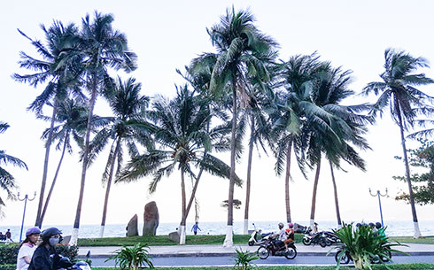 Cây xanh dọc công viên bờ biển đường Trần Phú. 