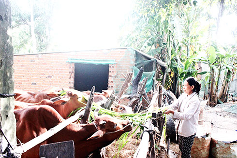 Mô hình nuôi bò thoát nghèo tại huyện Vạn Ninh.