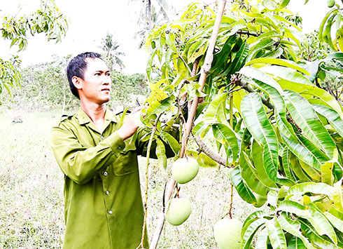 Để xoài Khánh Hòa sang Mỹ