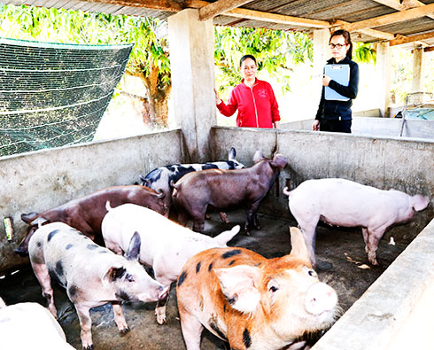 zzCán bộ xã Cam Hiệp Bắc, Cam Lâm (bên phải) đang thống kê, giám sát hoạt động chăn nuôi heo của người dân.