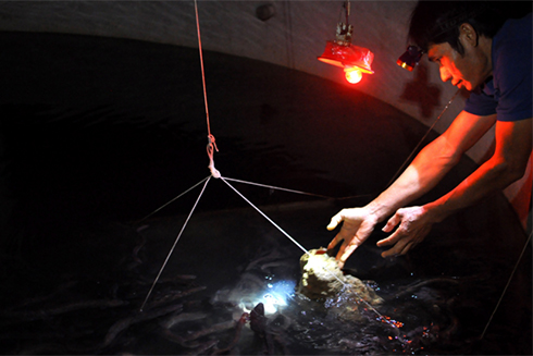 Một thành viên của nhóm nghiên cứu cho cá chình  ăn bằng thức ăn công nghiệp.