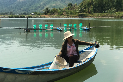 Đìa cá mú của gia đình bà Nguyễn Thị Kim Liên sắp cho thu hoạch.