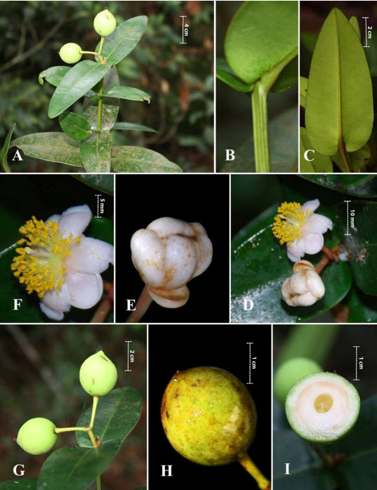 Phát hiện 1 loài thực vật mới tại Hòn Bà