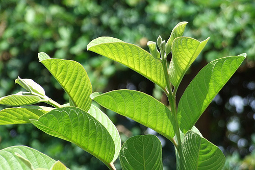 Mách bạn cách trị nước ăn chân bằng cây cỏ quanh nhà