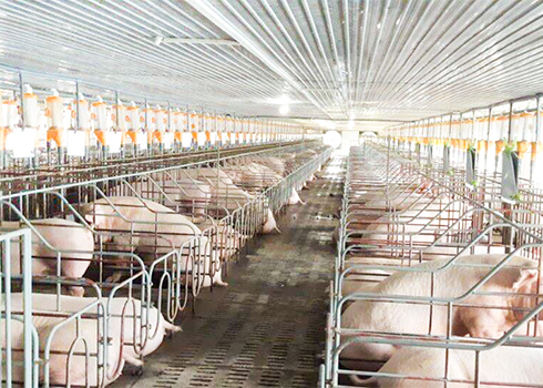 Heo bị tiêu hủy vì dịch bệnh: Được hỗ trợ tương đương với giá thành