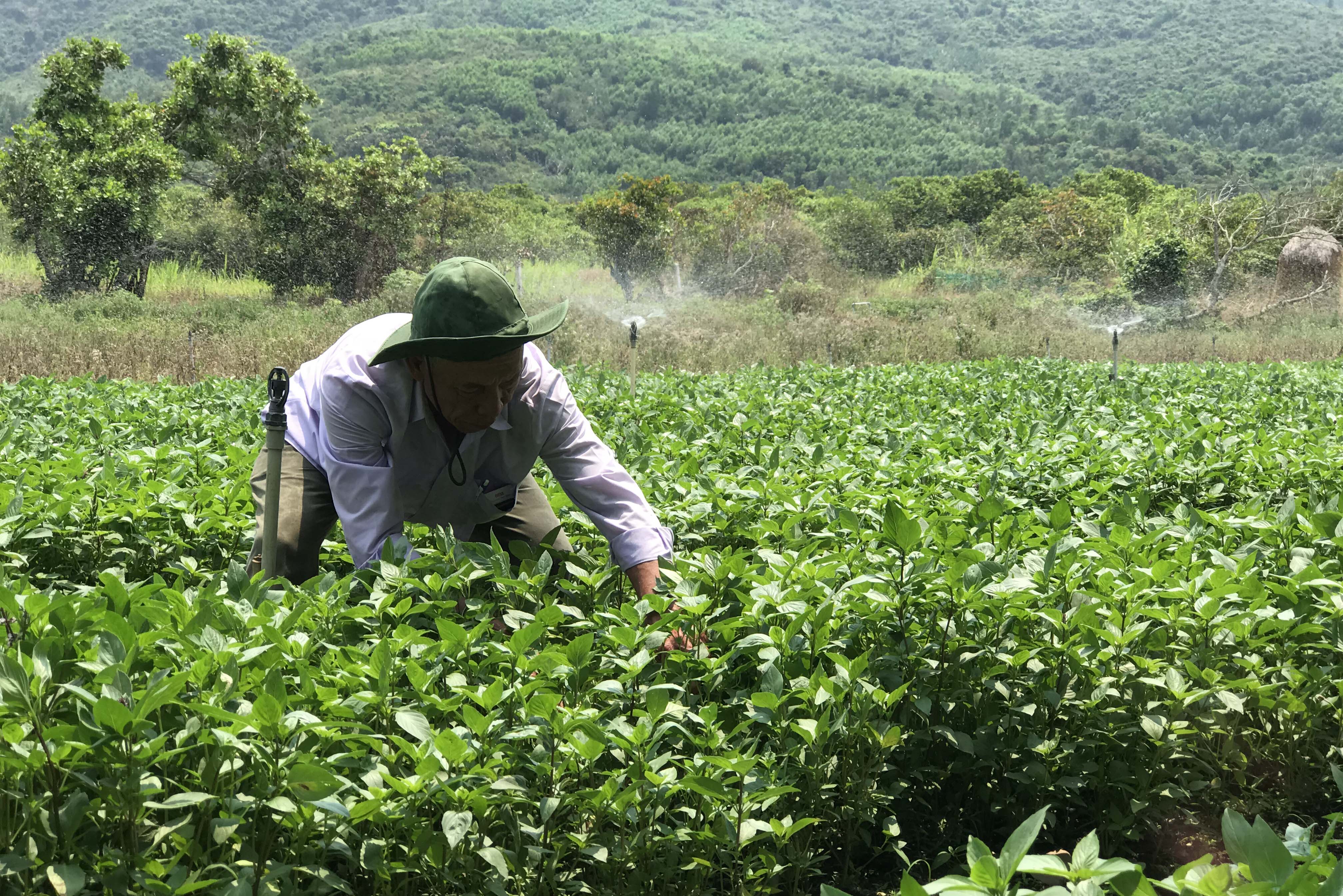 Ninh Hòa: Tổng diện tích gieo trồng cây hàng năm đạt hơn 16.400ha
