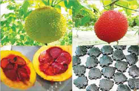 3 loại hạt làm thuốc và công dụng chữa bệnh