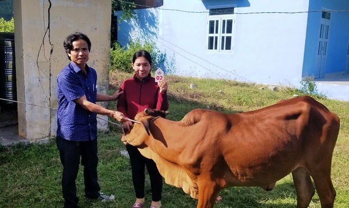 Đại diện Ban chỉ đạo thực hiện Chương trình “Ngân hàng bò” tỉnh Khánh Hòa trao hỗ trợ bò cái sinh sản cho người nghèo tại huyện Vạn Ninh.