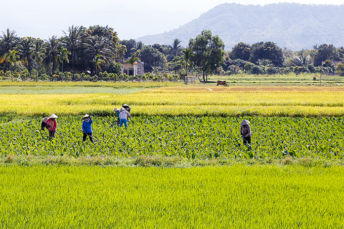 Chương trình xây dựng nông thôn mới: Nỗ lực đi theo lộ trình