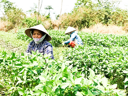 Bà Phan Thị Lưu thu hoạch rau thơm.