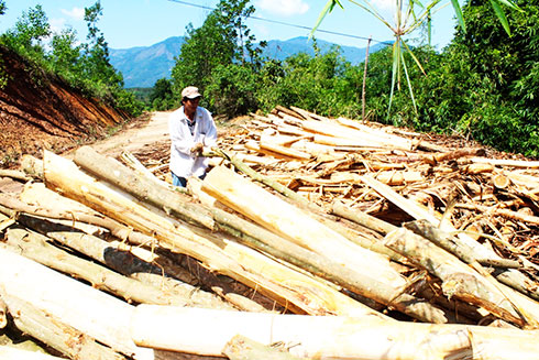 Người dân Khánh Sơn thu hoạch keo.