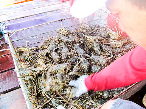 Cam Ranh: Dai dẳng bệnh tôm sữa