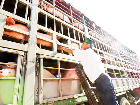 Thị trường thịt heo đang hồi phục