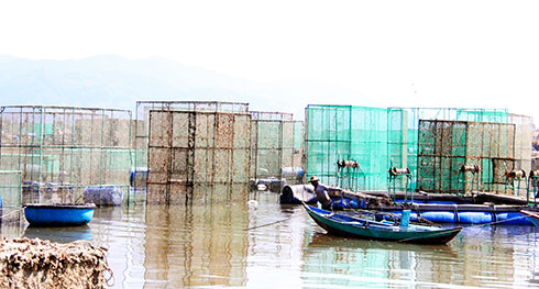 Lồng bè của người dân phường Cam Linh được kéo về bờ do chưa có tôm giống để nuôi.
