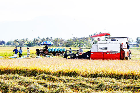 Nông dân xã Diên Thạnh thu hoạch lúa trên cánh đồng Gò Trại.