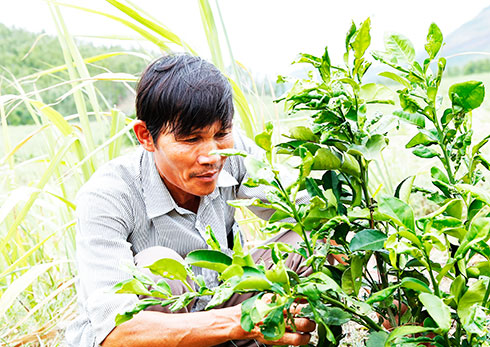Farmers in Ninh Hoa changing growing sugarcane to green skin grapefruits