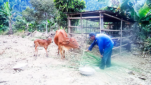 <p>Người dân thị trấn Tô Hạp chăm sóc đàn bò.</p>