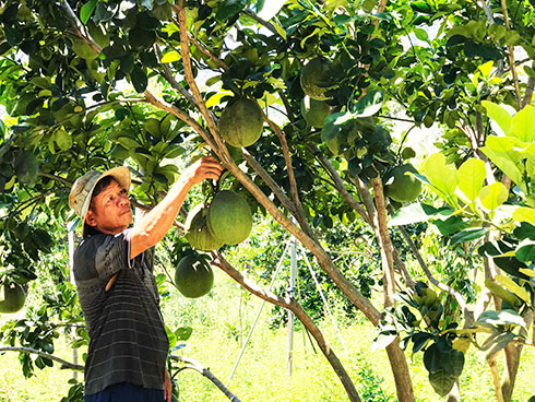 Xã Ninh Tây: Khó khăn trong chuyển đổi cây trồng