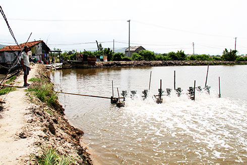 Người nuôi tôm cẩn trọng vì nắng nóng