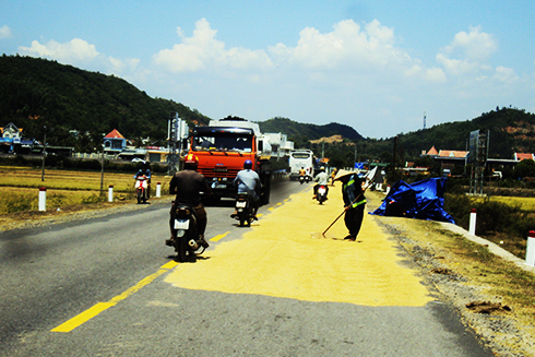 Phơi lúa gây nguy hiểm