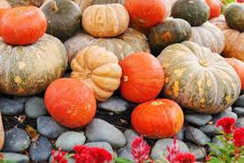 Bí đỏ lên men giúp kiểm soát bệnh tiểu đường