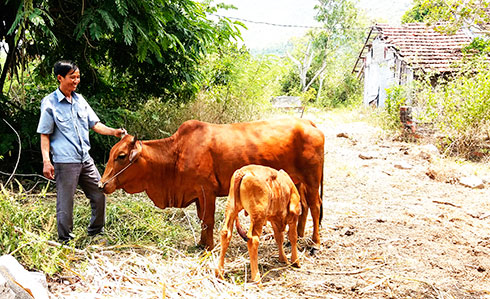 Niềm vui của ông Nguyễn Văn Ba khi con bò giống phát triển tốt và đã sinh sản.