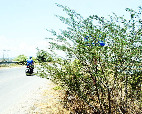 Bảng tên cầu bị che khuất