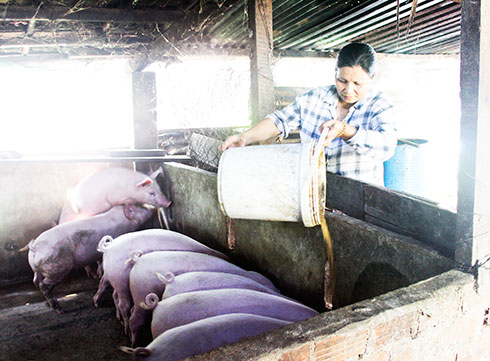 Nhờ nguồn vốn vay của Quỹ hỗ trợ nông dân, gia đình ông Vũ Hiếu Bá  (xã Suối Hiệp) đã gây dựng, phát triển trại heo của gia đình.