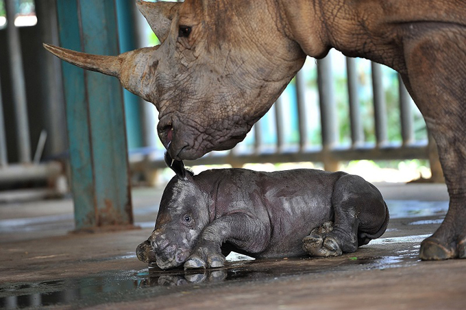 Hồi hộp như canh tê giác đẻ