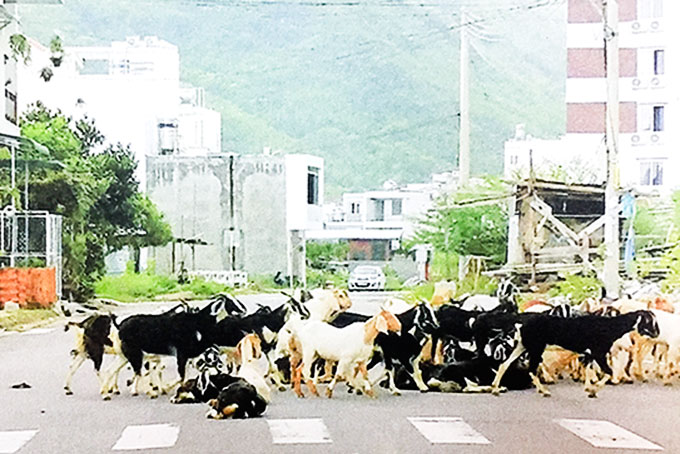 Chăn thả bò, dê ở khu dân cư