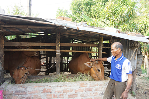 Gia đình ông Y Sên được hỗ trợ nuôi bò.