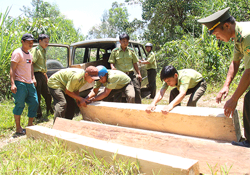 Lực lượng chức năng đưa số gỗ phát hiện tại thôn Bố Lang (xã Sơn Thái) về xử lý