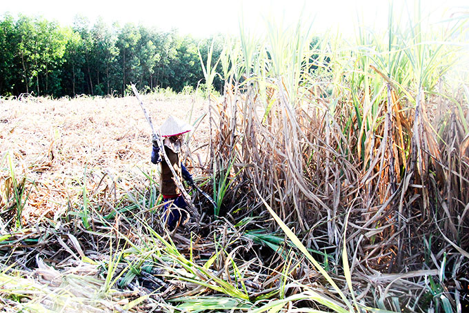 Cẩn trọng phòng cháy mía