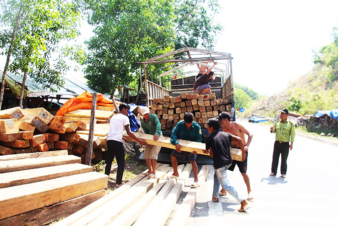 Phương tiện và lâm sản đang được tạm giữ.