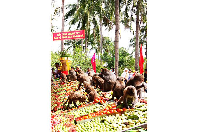 Tiệc trái cây dành cho khỉ ở Khu du lịch Đảo Khỉ.