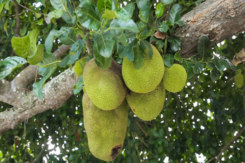 Tại sao mít được coi là siêu thực phẩm kỳ diệu?