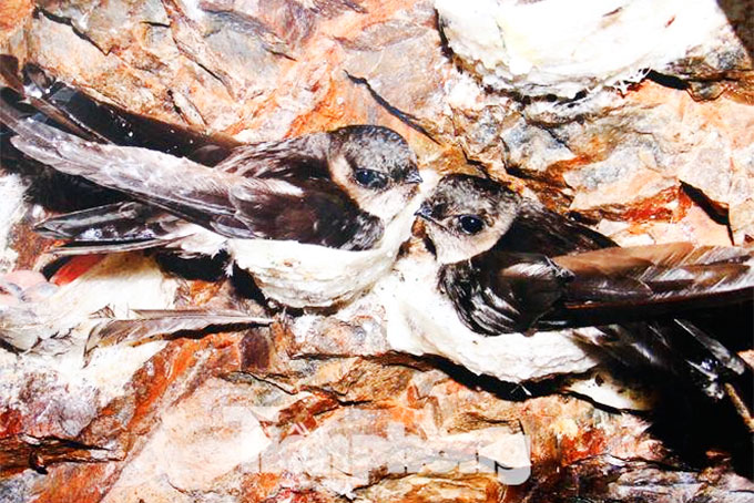 Phát triển bền vững đàn chim yến