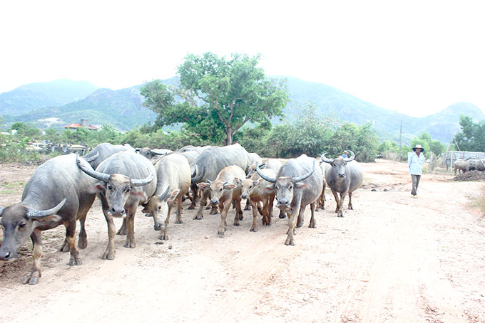Làm giàu từ nuôi trâu