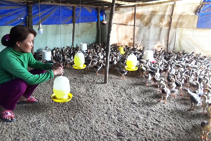 Trại chăn nuôi gà của bà Trần Thị Nga.