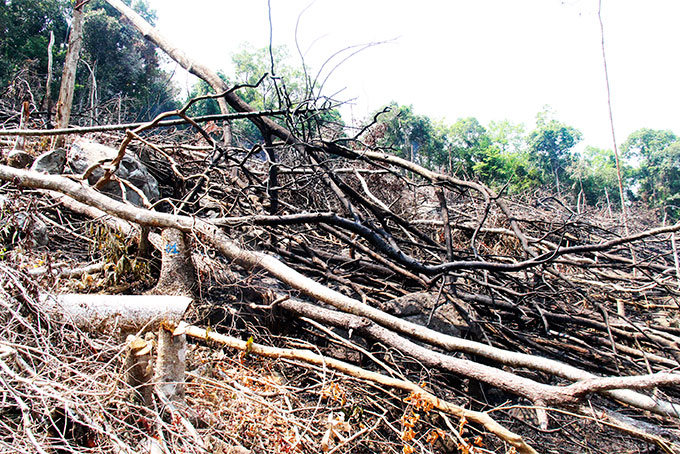 Khánh Sơn: Cần nỗ lực giữ rừng