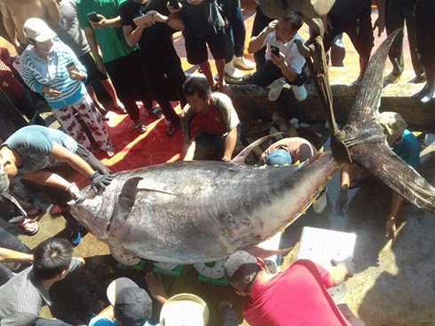  Con cá ngừ vây vàng được đưa về cảng Hòn Rớ (ảnh BQL Cảng Hòn Rớ cung cấp)