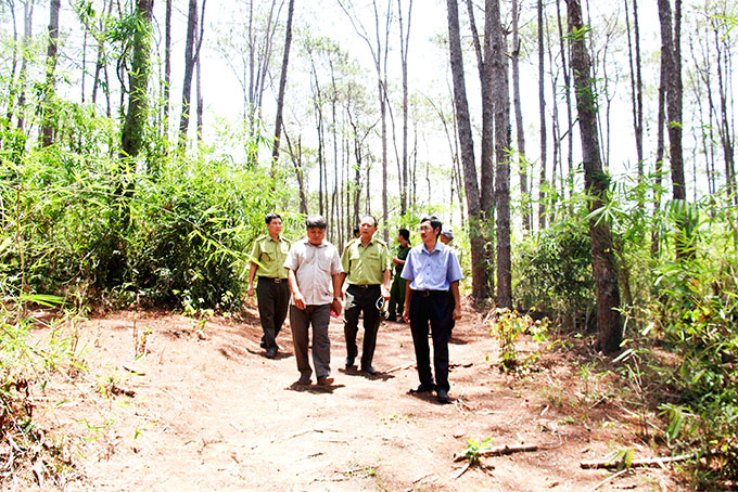 Kiểm tra công tác quản lý, bảo vệ rừng tại Khánh Sơn.