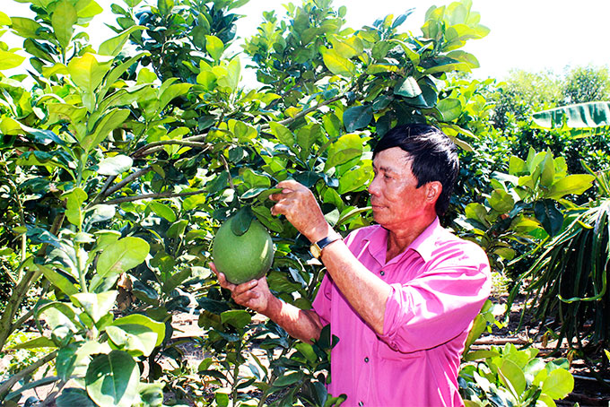 Việc hỗ trợ các hộ nghèo trồng bưởi da xanh của huyện Khánh Vĩnh đang đem lại hiệu quả. 