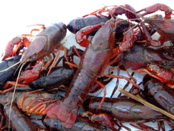 Kiểm tra, kiểm soát tôm hùm càng đỏ